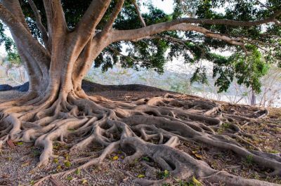 Roots of an old tree